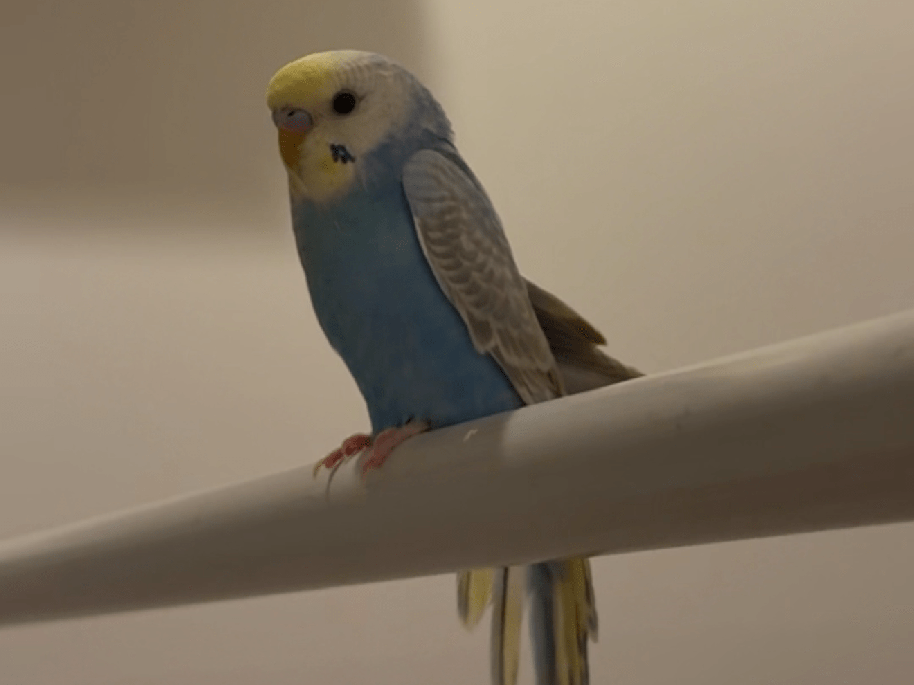 りるちゃん りるちゃん