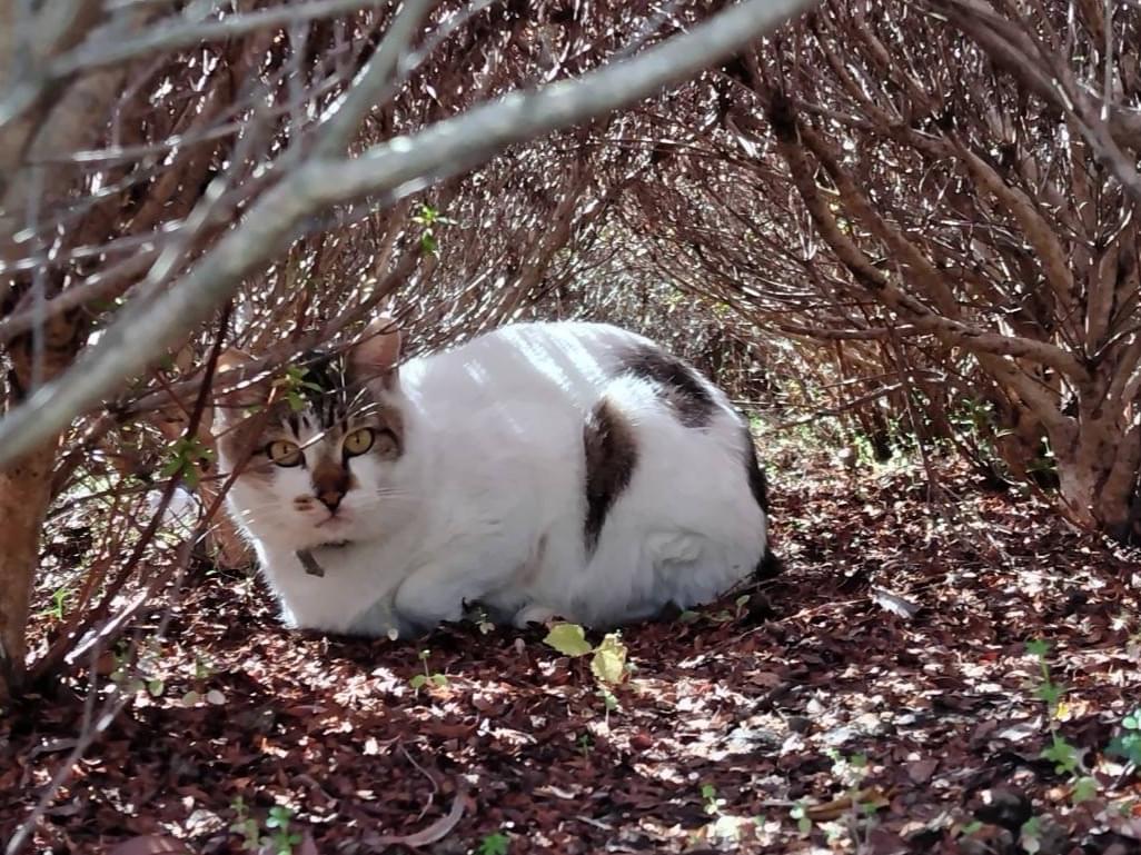 目撃された猫 目撃された猫