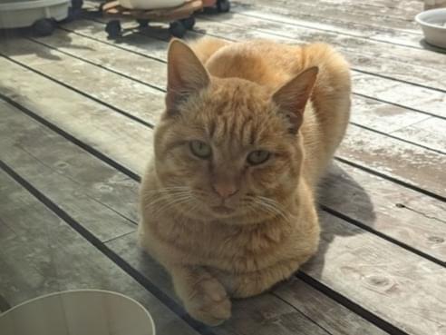 目撃された猫 目撃された猫