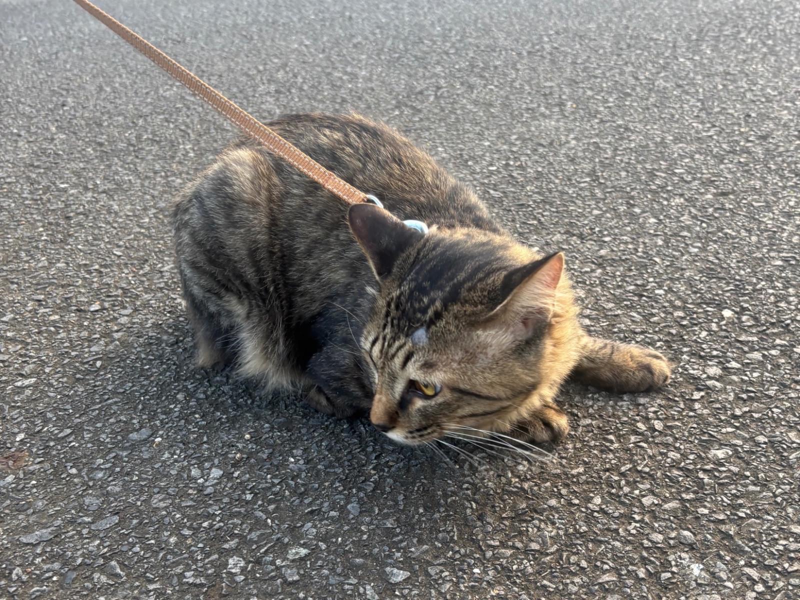 保護された猫