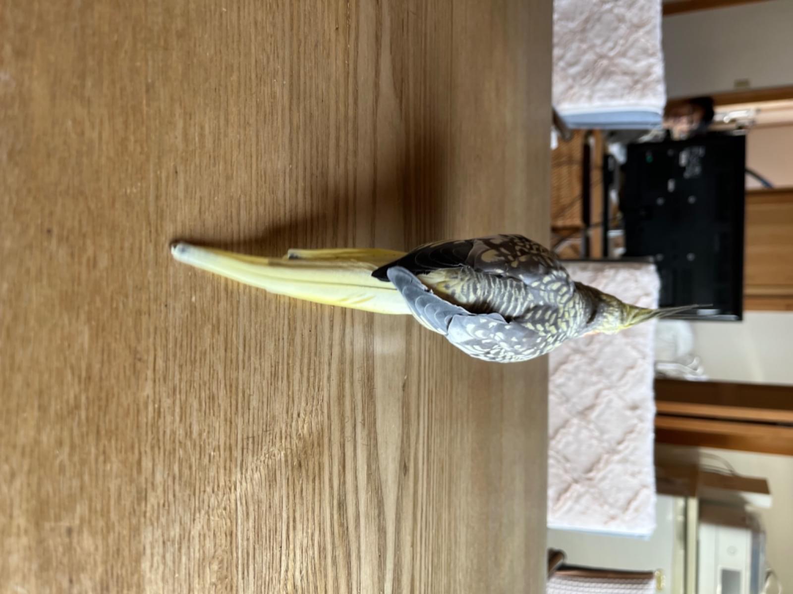 ぶーちゃん ぶーちゃん