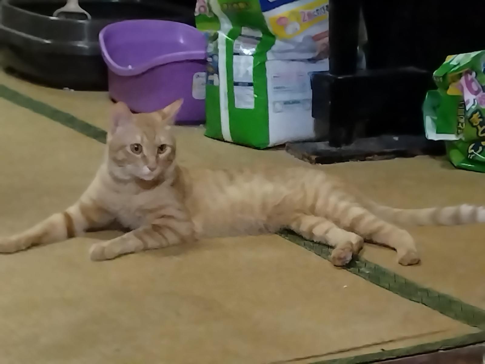 トトちゃん トトちゃん