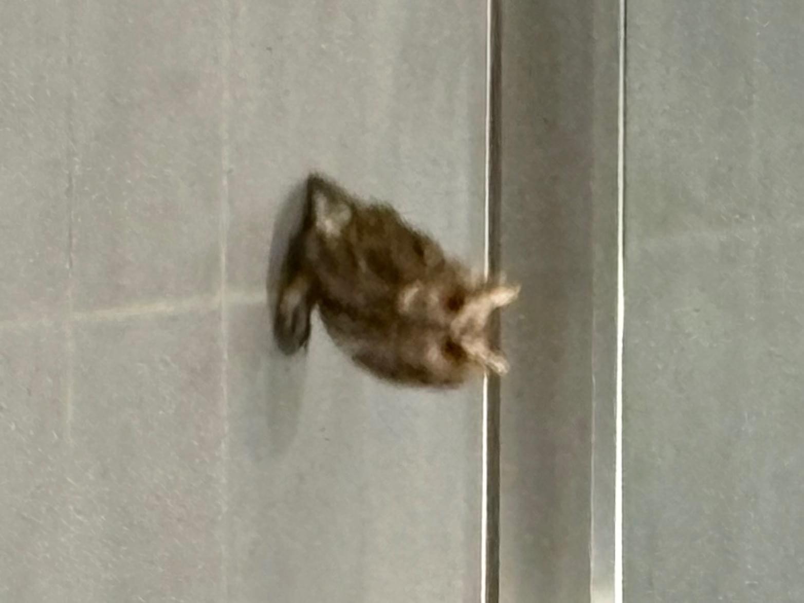 目撃された鳥 目撃された鳥