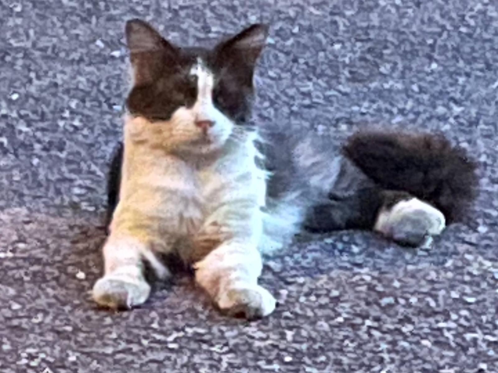 目撃された猫 目撃された猫