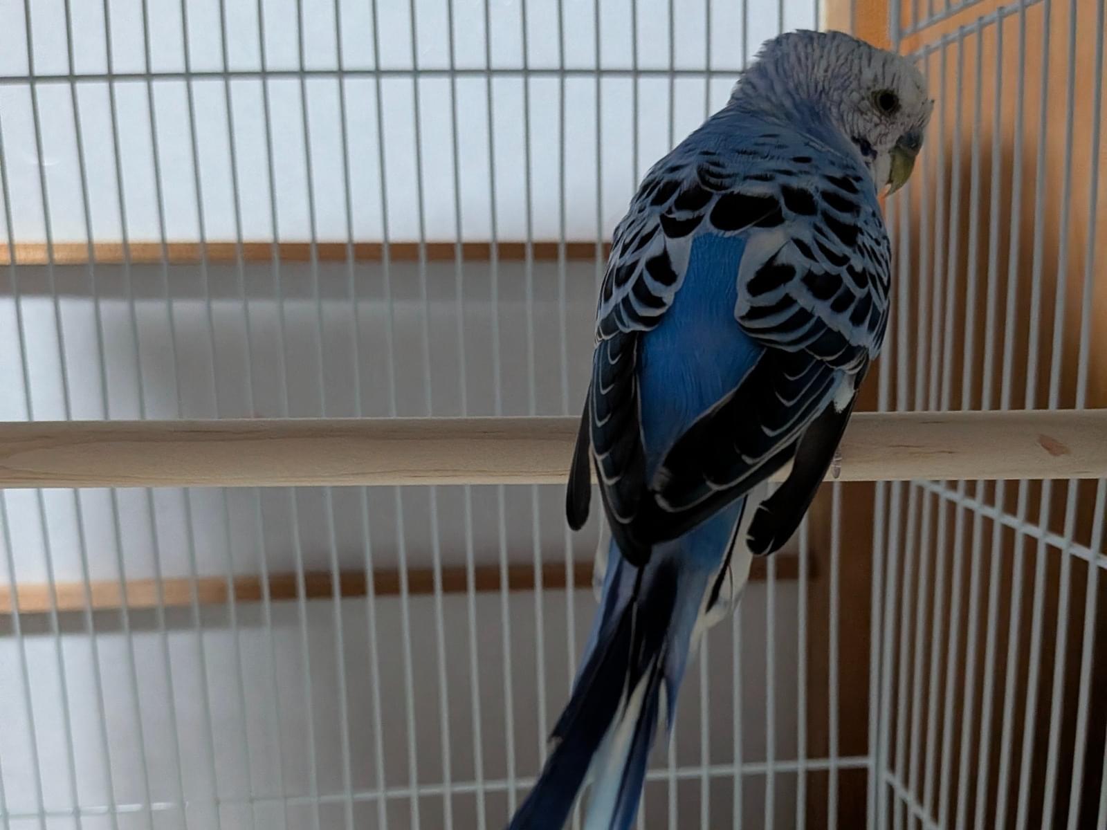保護された鳥 保護された鳥