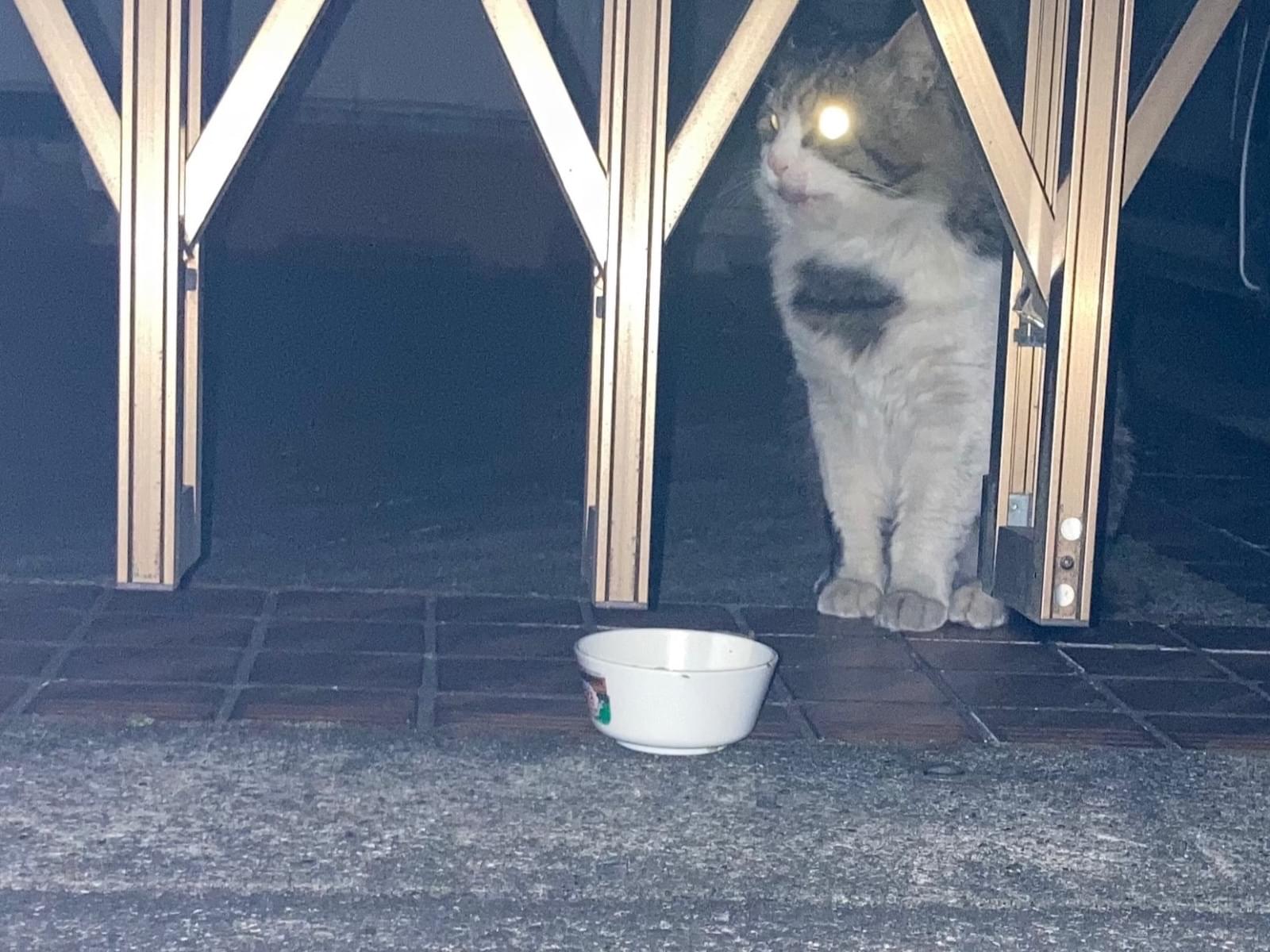 目撃された猫 目撃された猫