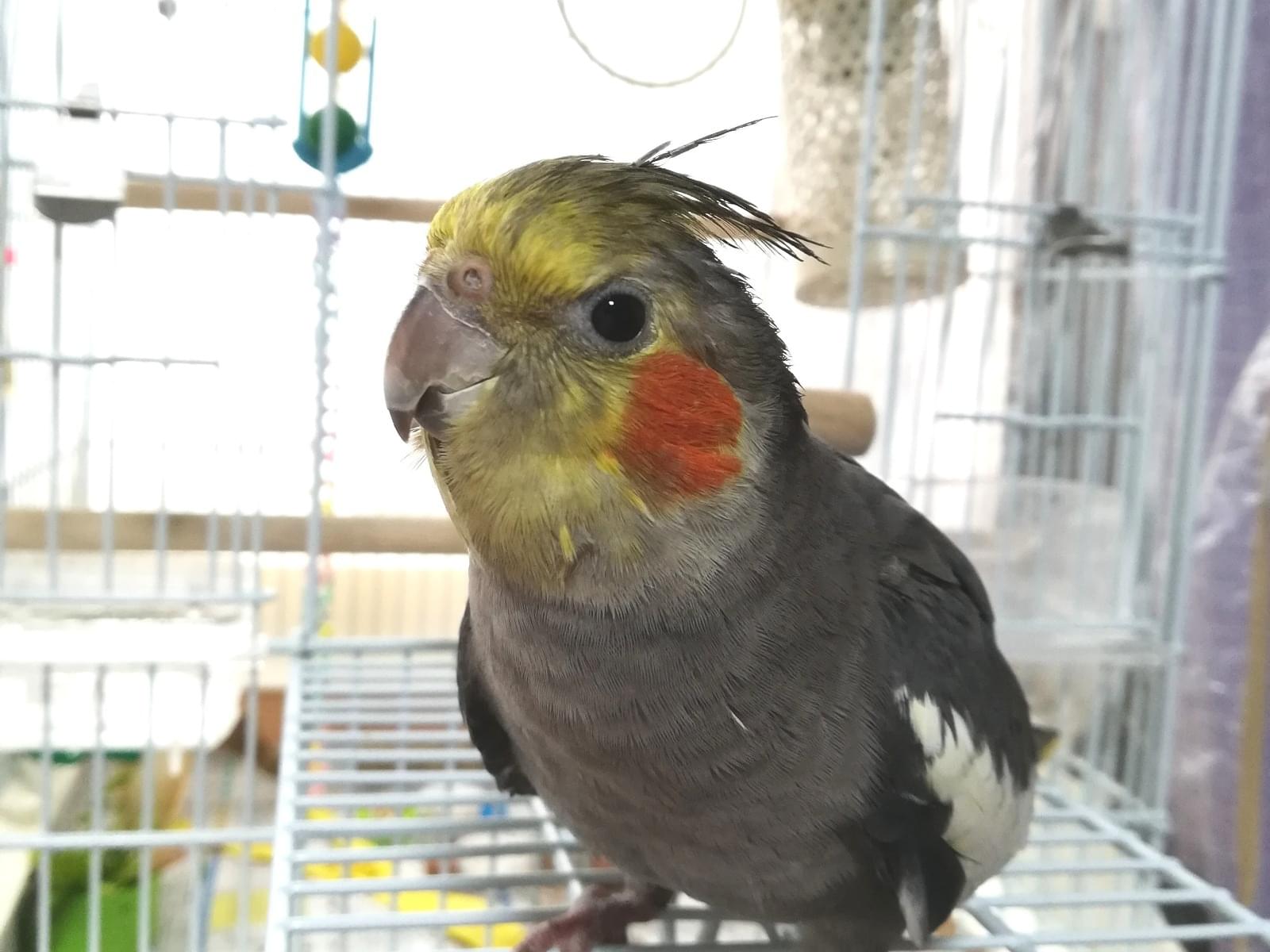 くぅちゃん くぅちゃん
