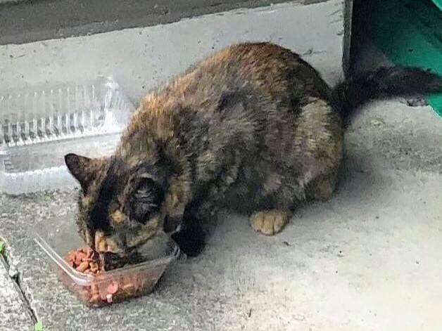 はなびちゃん はなびちゃん
