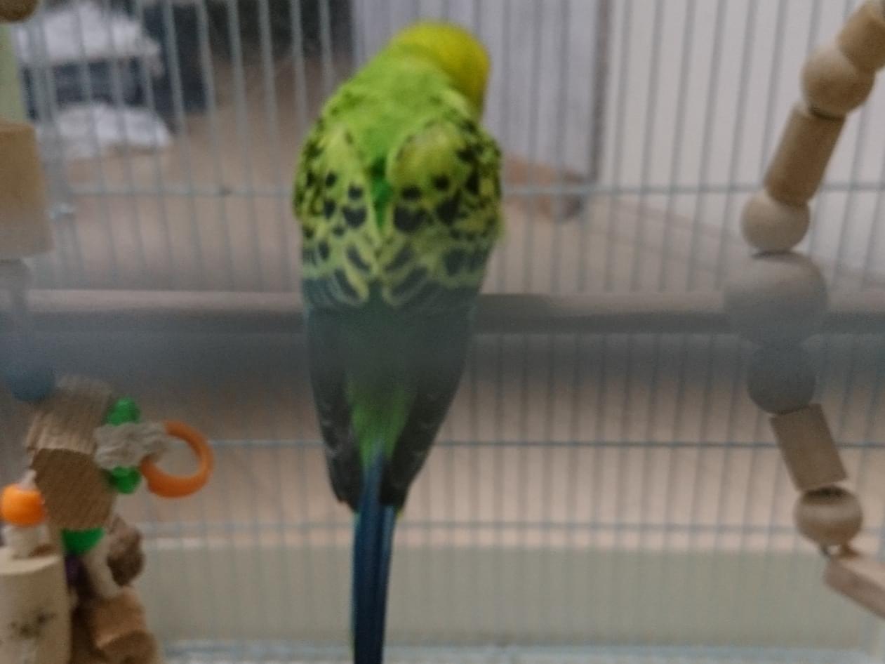 保護された鳥 保護された鳥