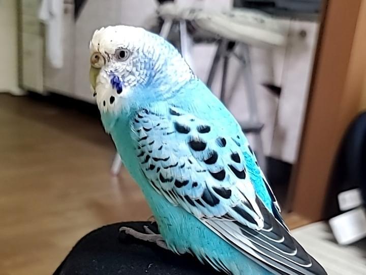 あおちゃん あおちゃん