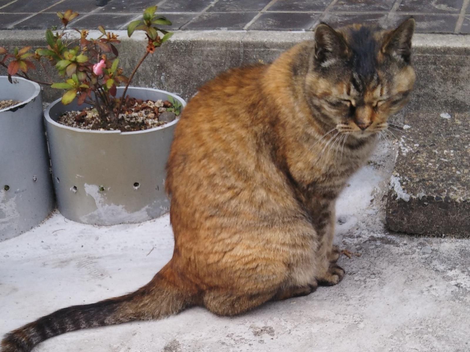 保護された猫 保護された猫