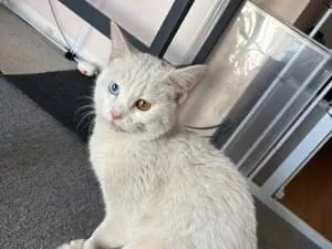 2025/1/30オッドアイが綺麗な白い猫ちゃん保護しました。