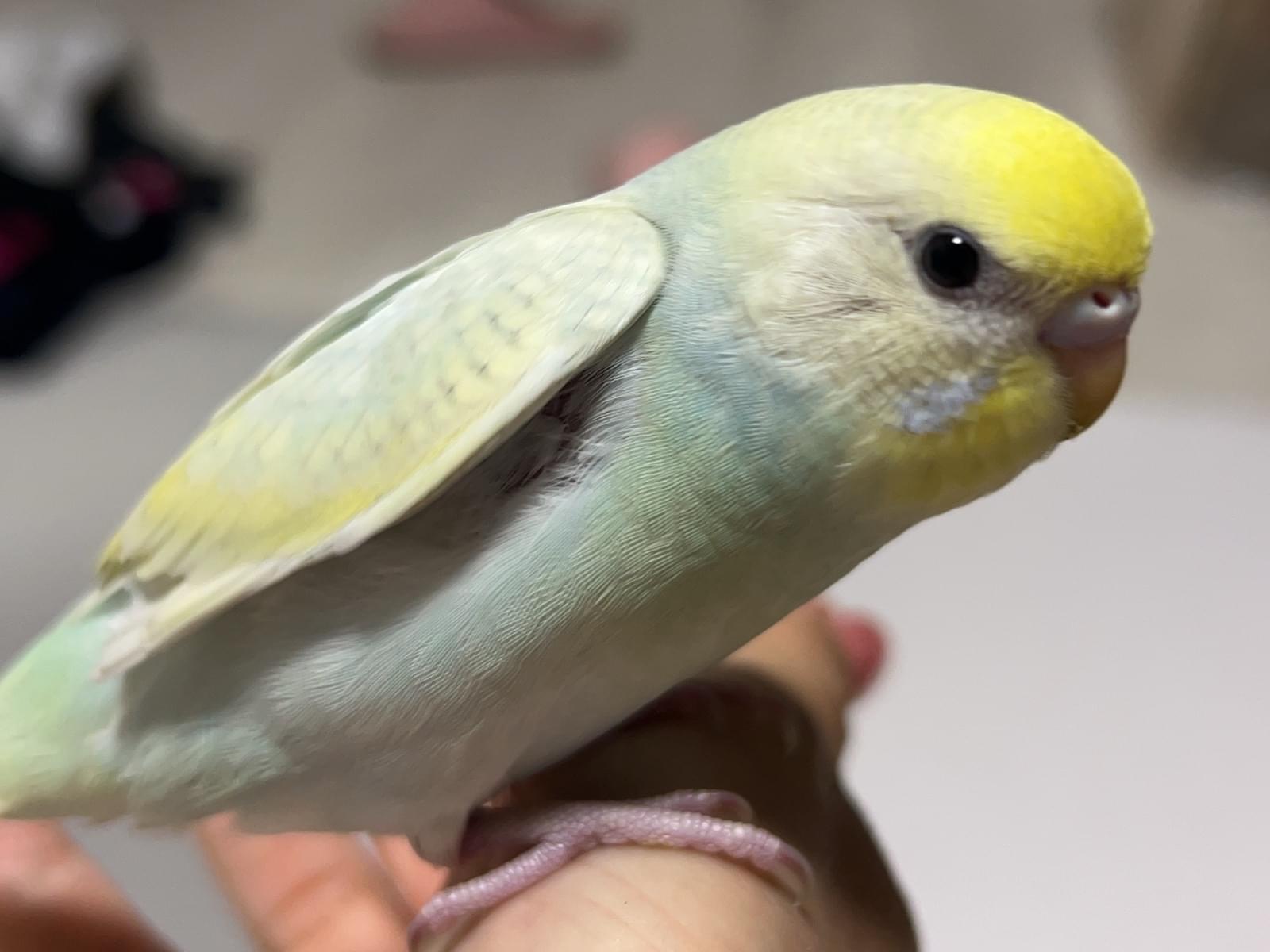 ラムネちゃん ラムネちゃん