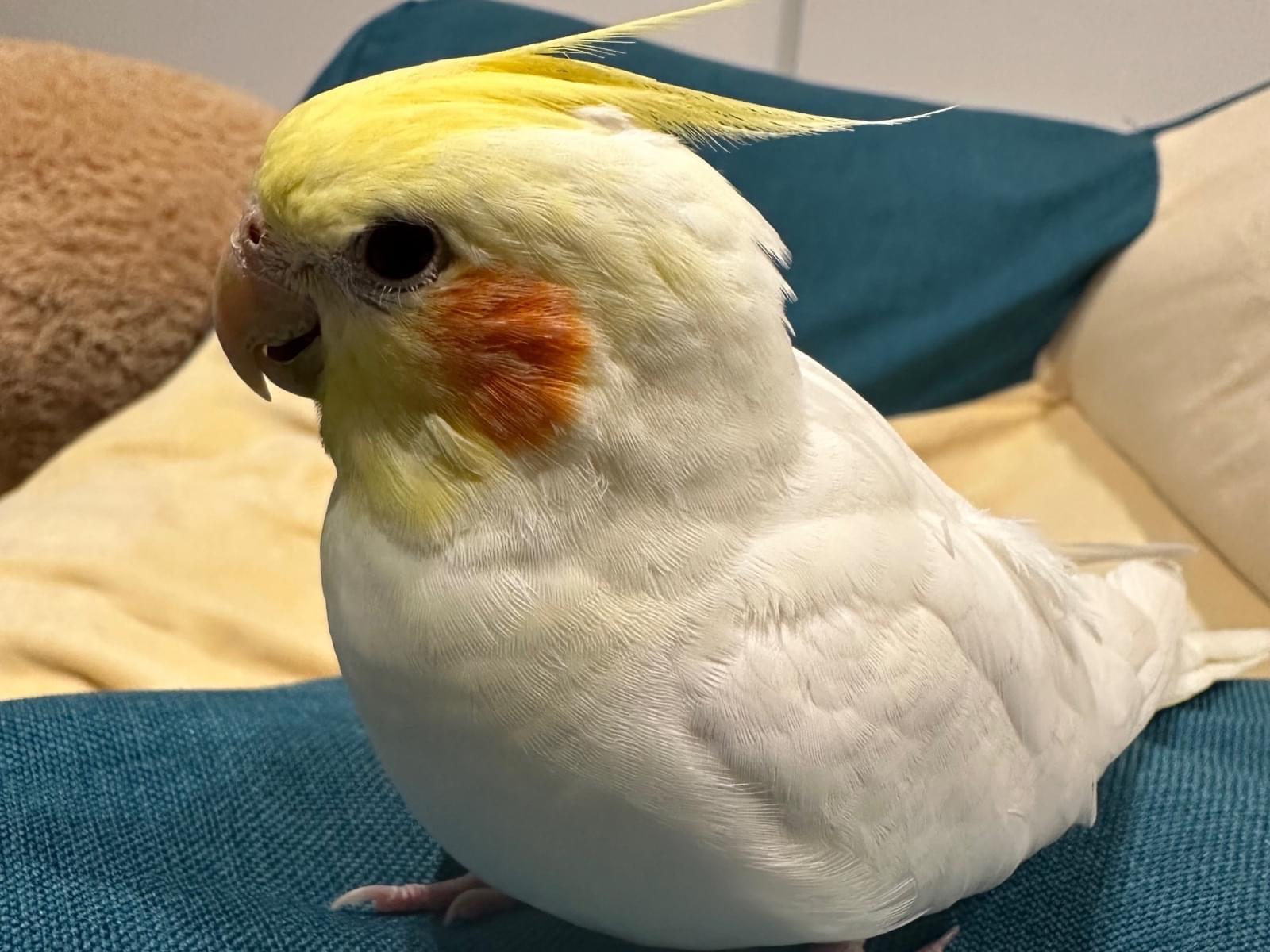 きなこちゃん きなこちゃん