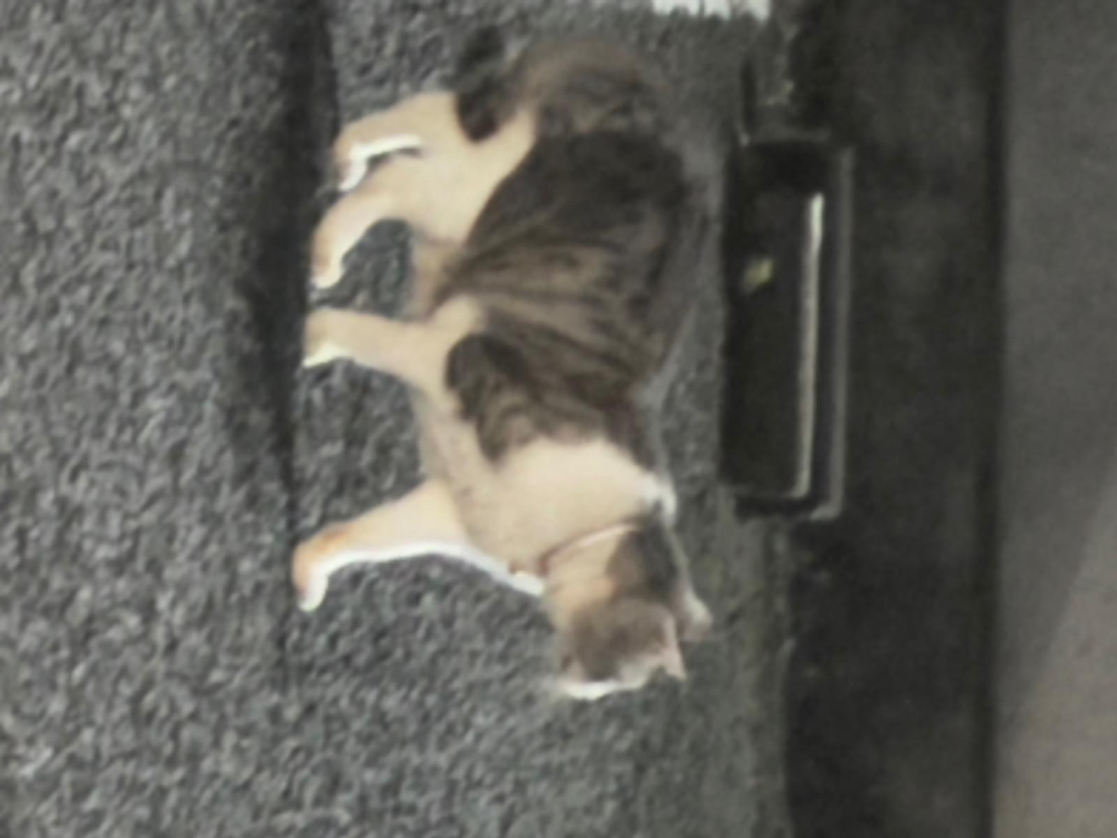 目撃された猫 目撃された猫