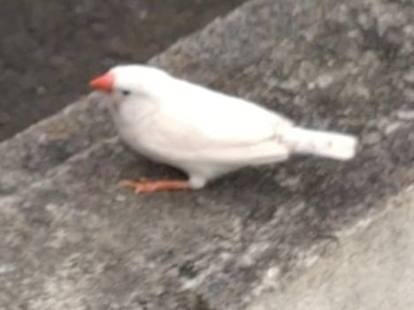 目撃された鳥 目撃された鳥
