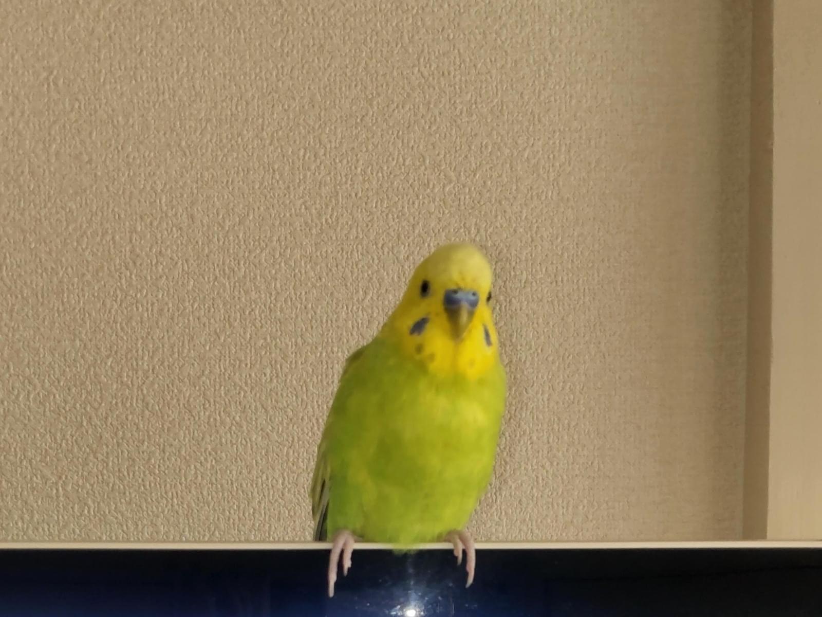 翔平ちゃん 翔平ちゃん