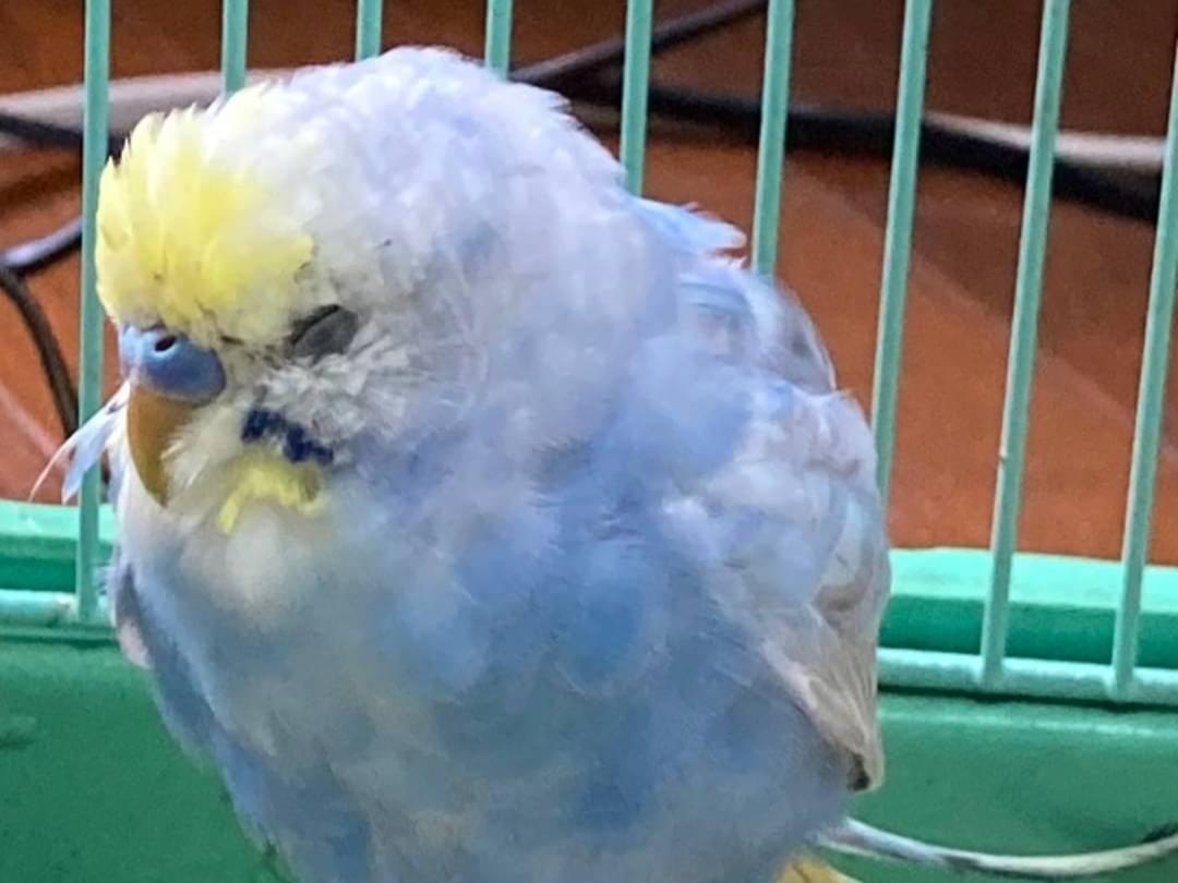 保護された鳥 保護された鳥