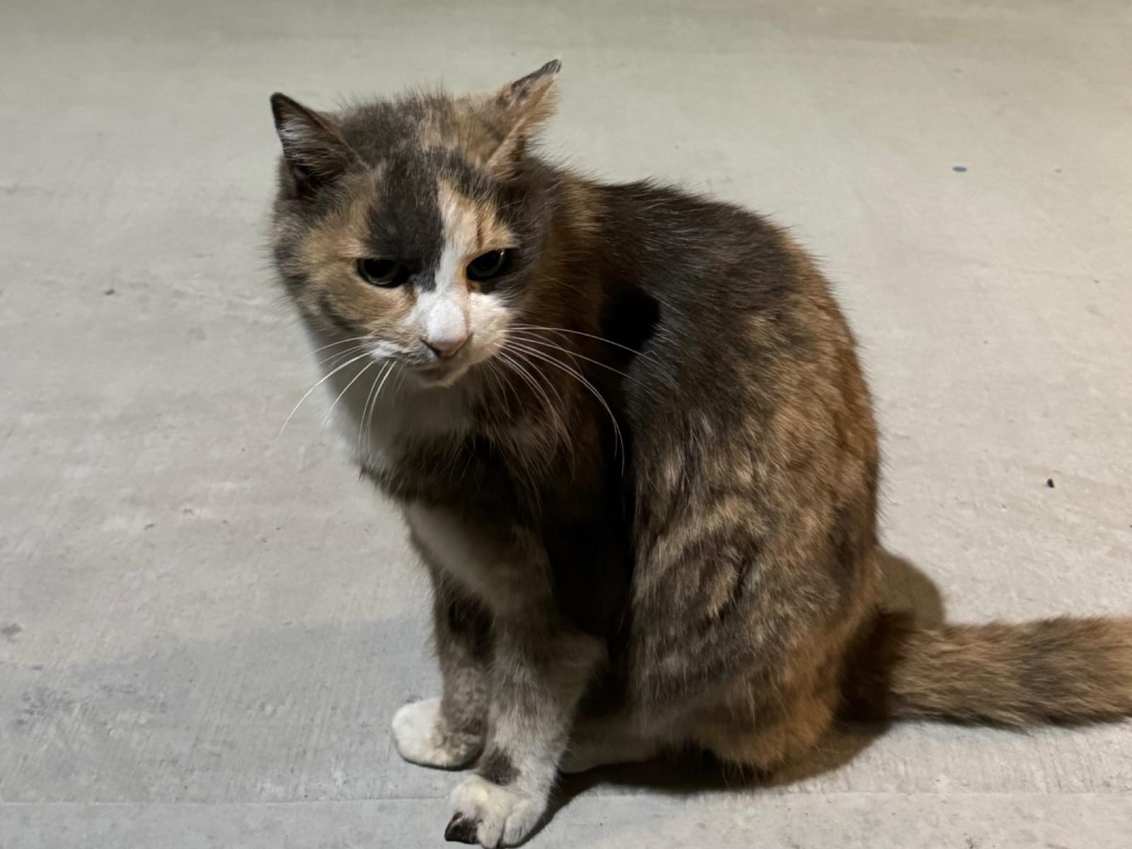 目撃された猫 目撃された猫