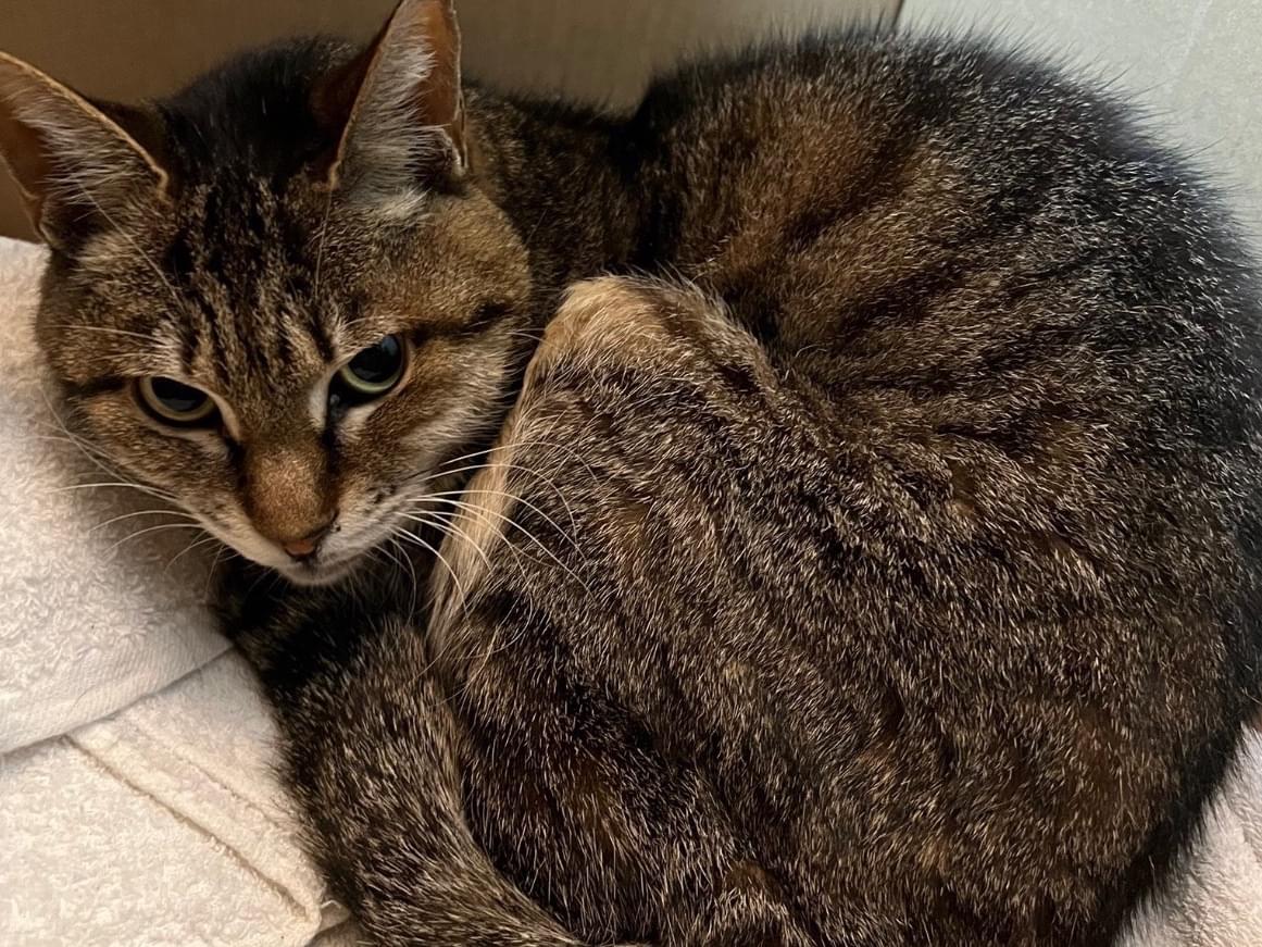 保護された猫 保護された猫