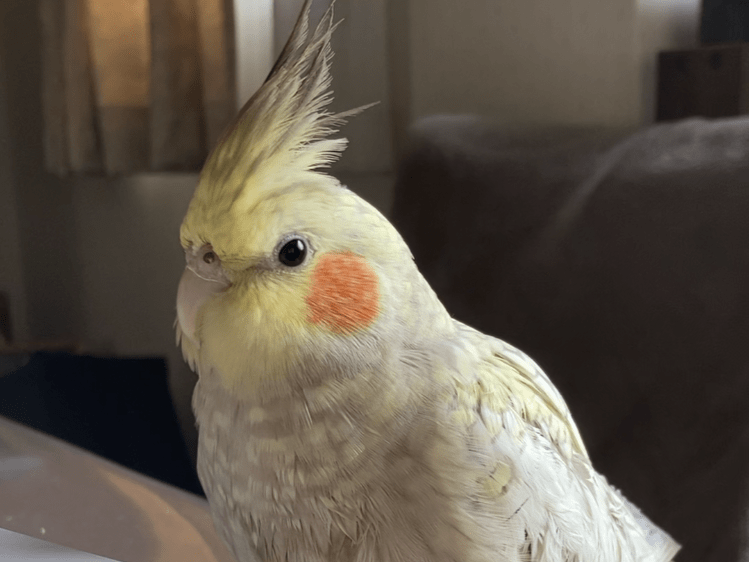タピちゃん タピちゃん