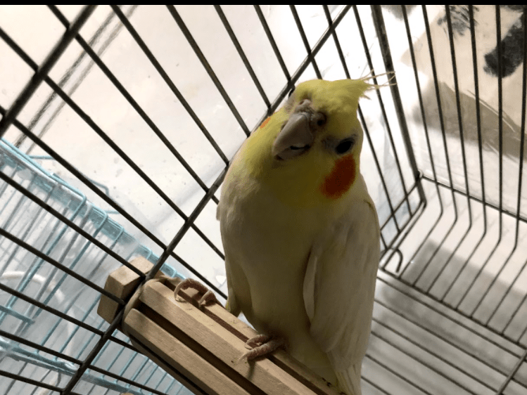 いちごちゃん いちごちゃん