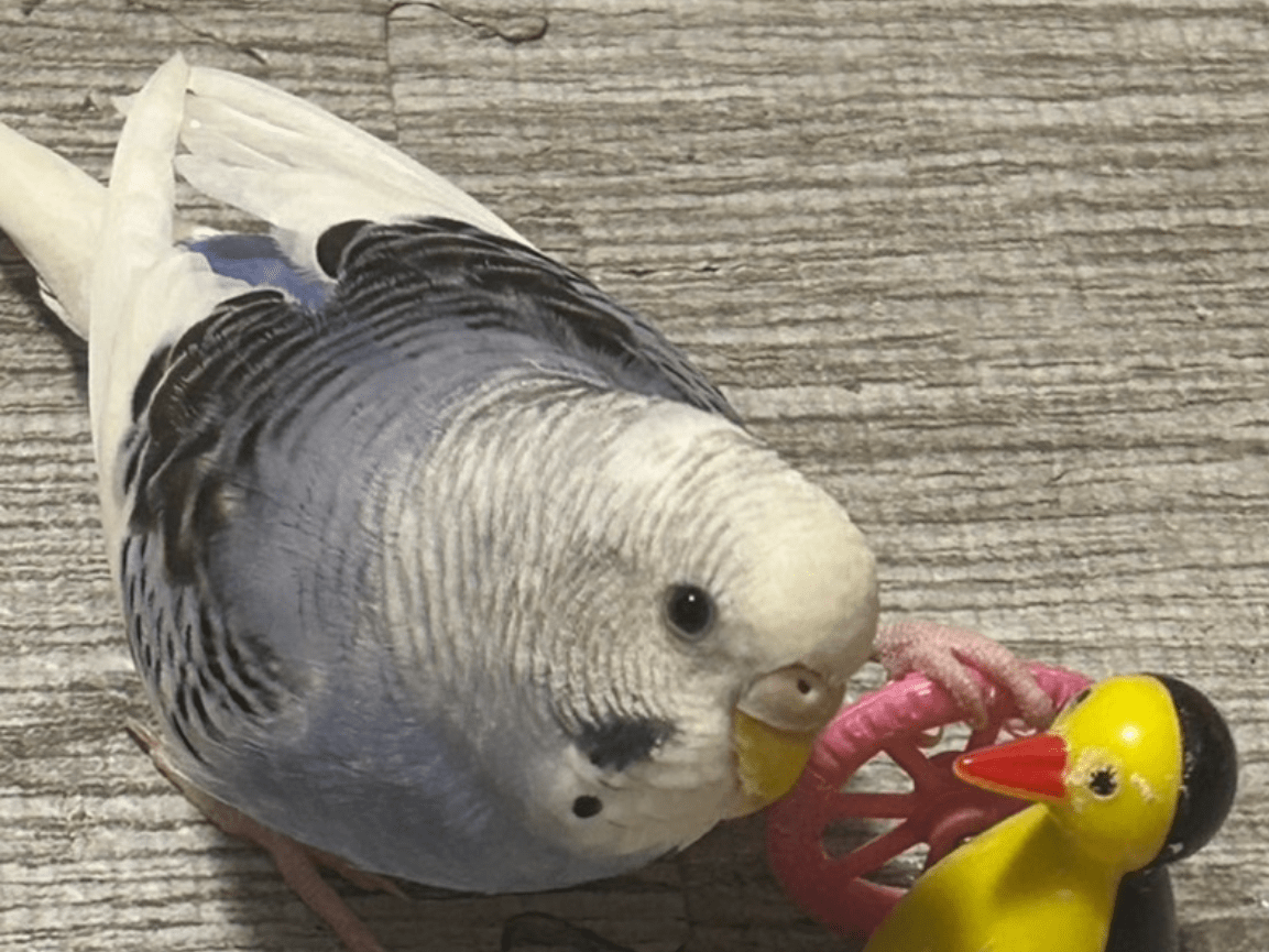 青木インコちゃん 青木インコちゃん