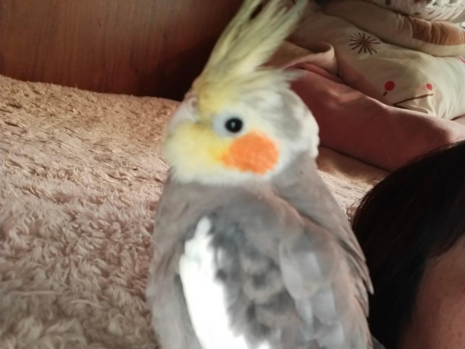 だいきちちゃん だいきちちゃん