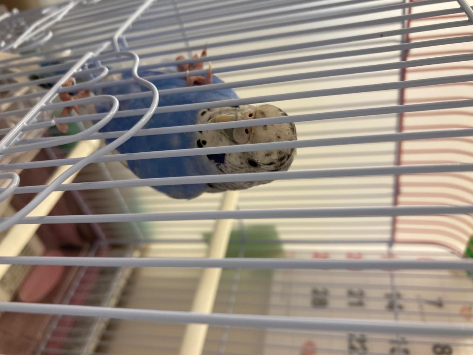 保護された鳥 保護された鳥