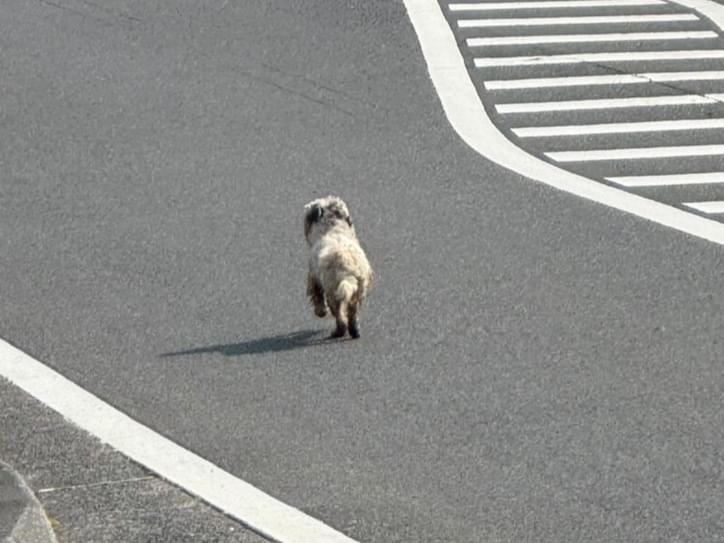 目撃された犬 目撃された犬