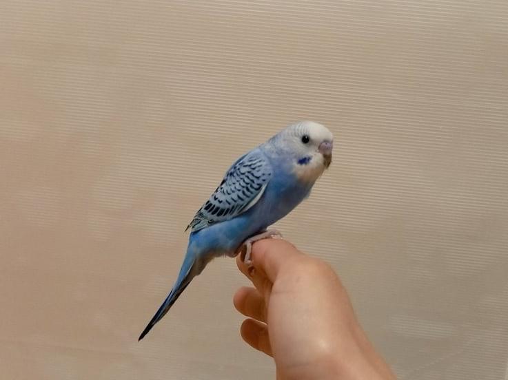 アクアちゃん アクアちゃん