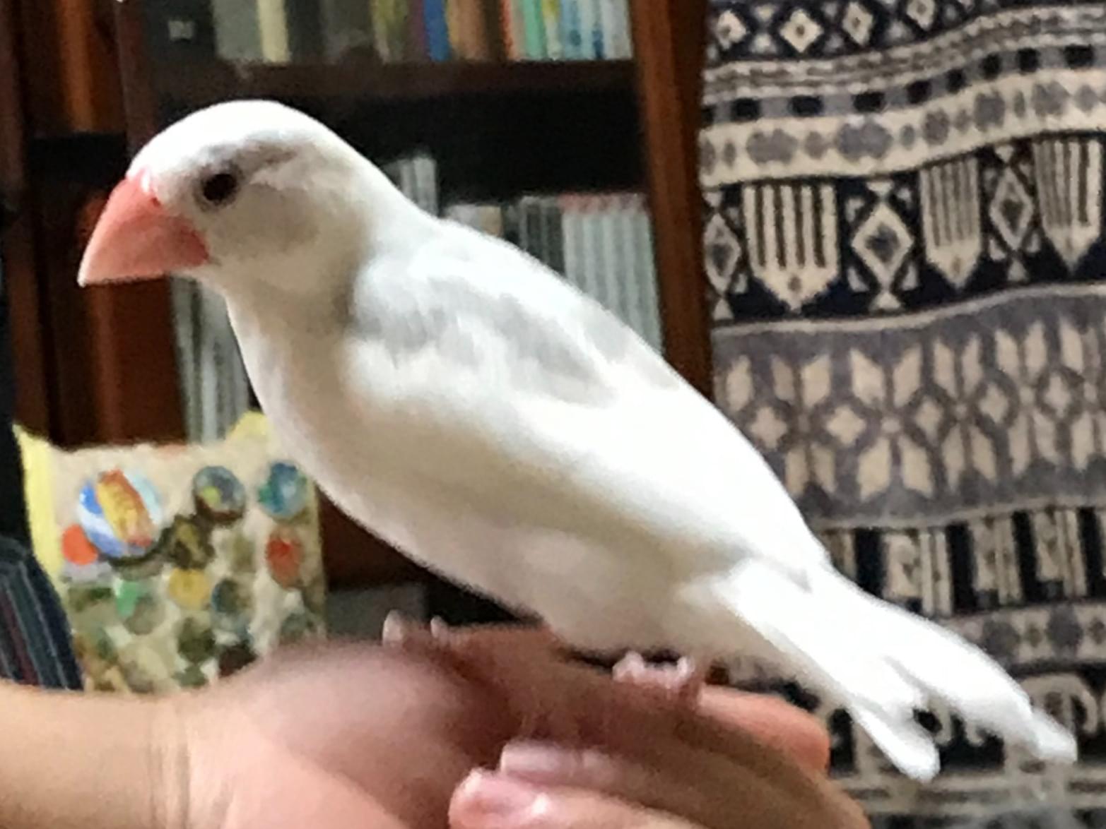 チッチちゃん チッチちゃん