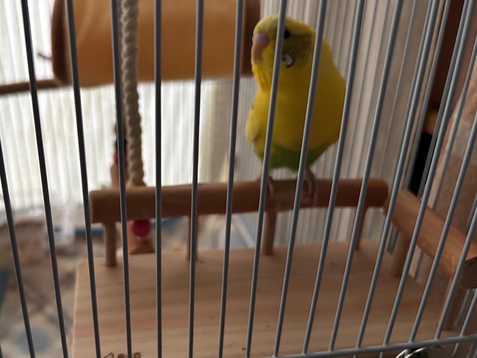 保護された鳥 保護された鳥