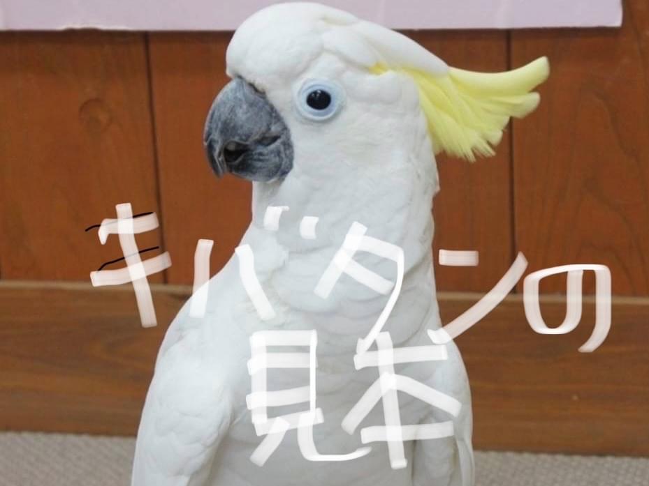 保護された鳥 保護された鳥