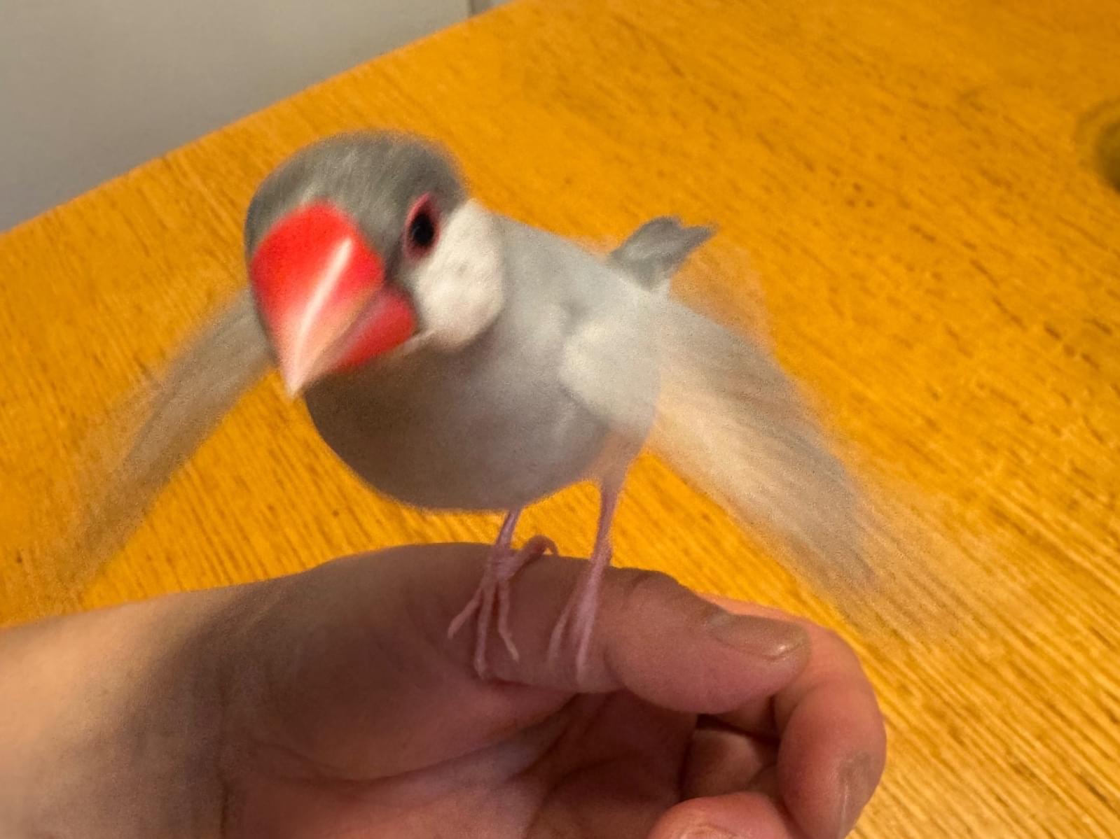 だいふくちゃん だいふくちゃん