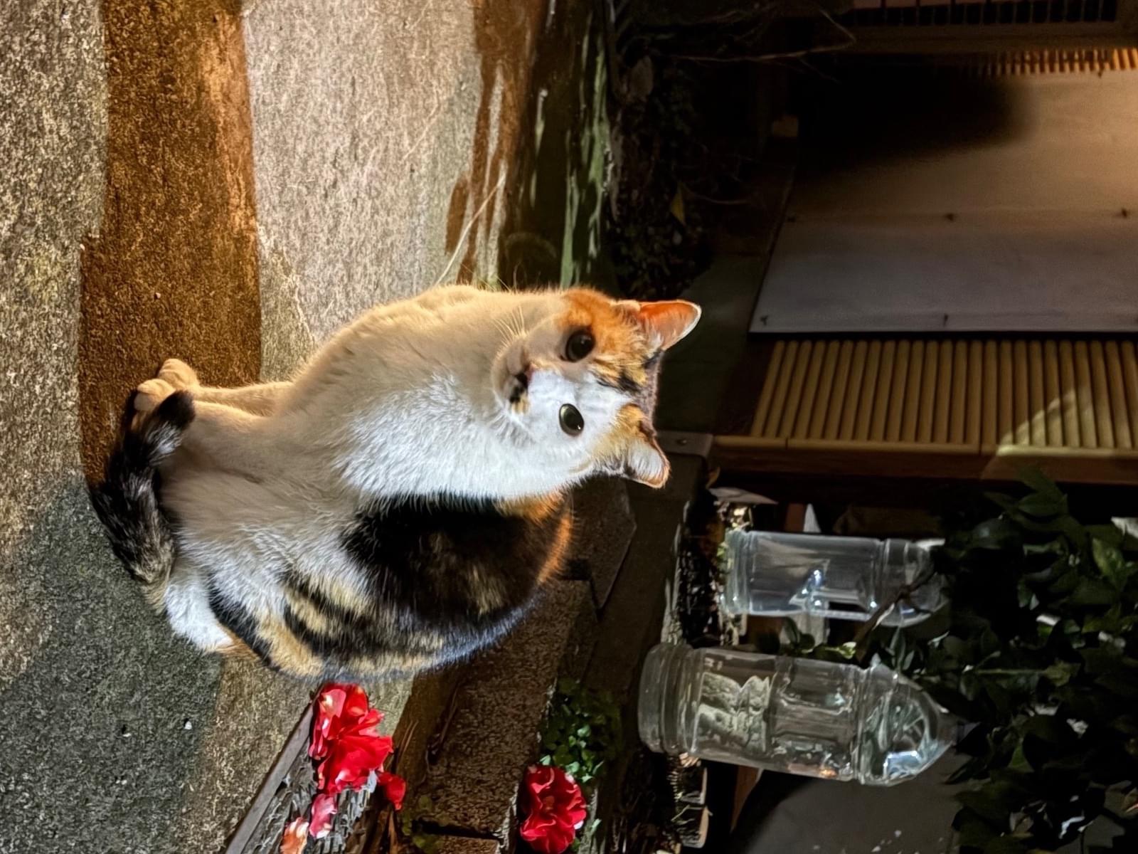 目撃された猫 目撃された猫