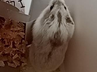 しおりちゃん しおりちゃん