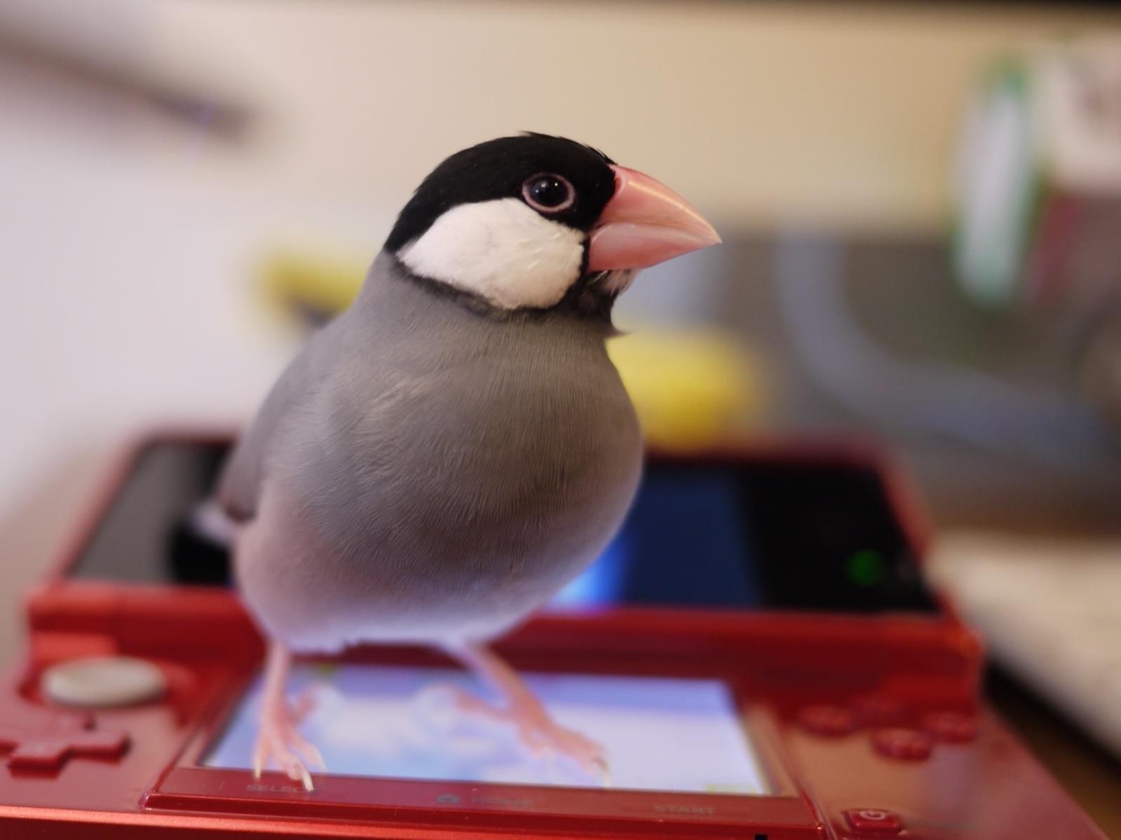 ピッピちゃん ピッピちゃん