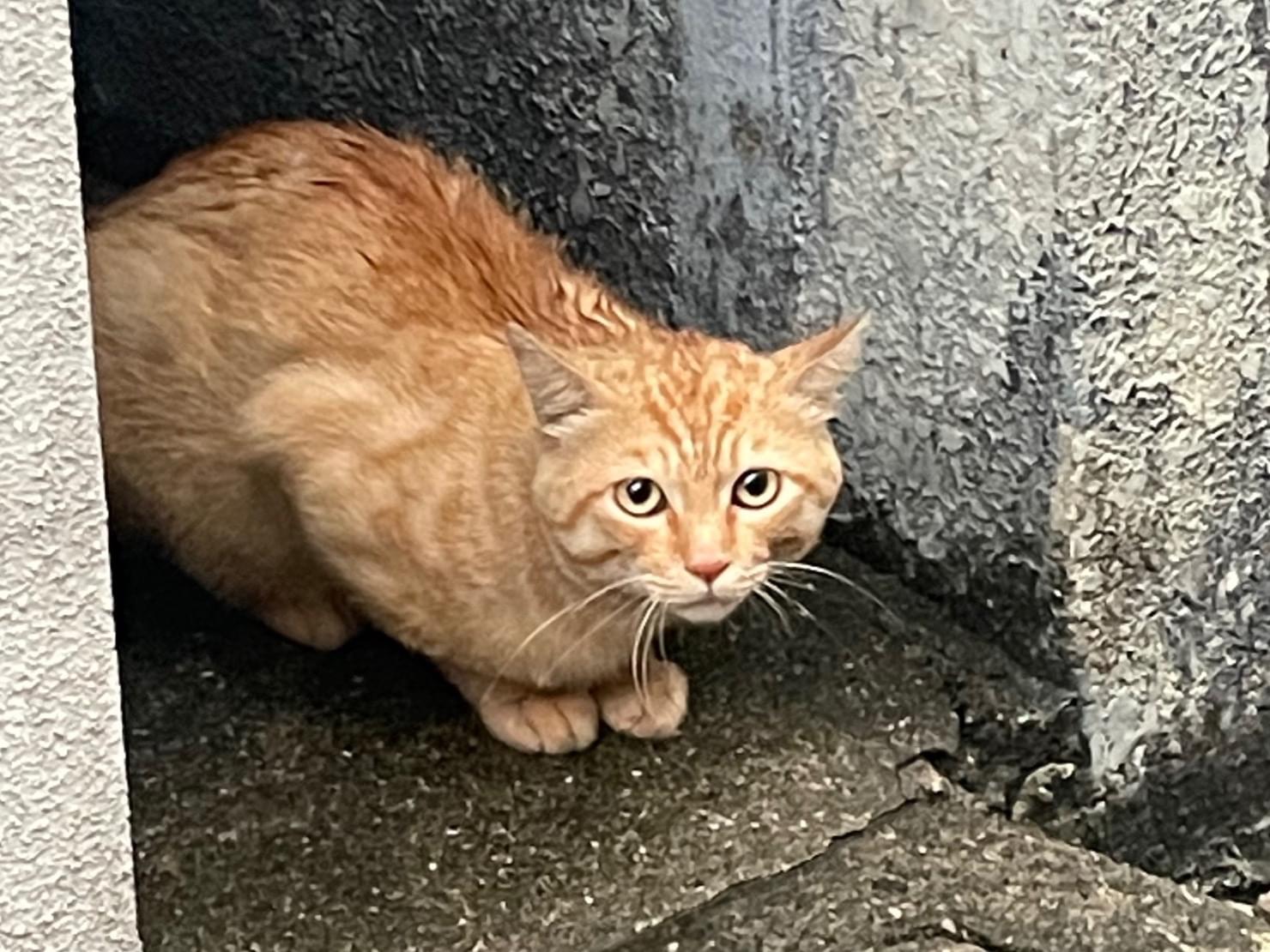 目撃された猫 目撃された猫