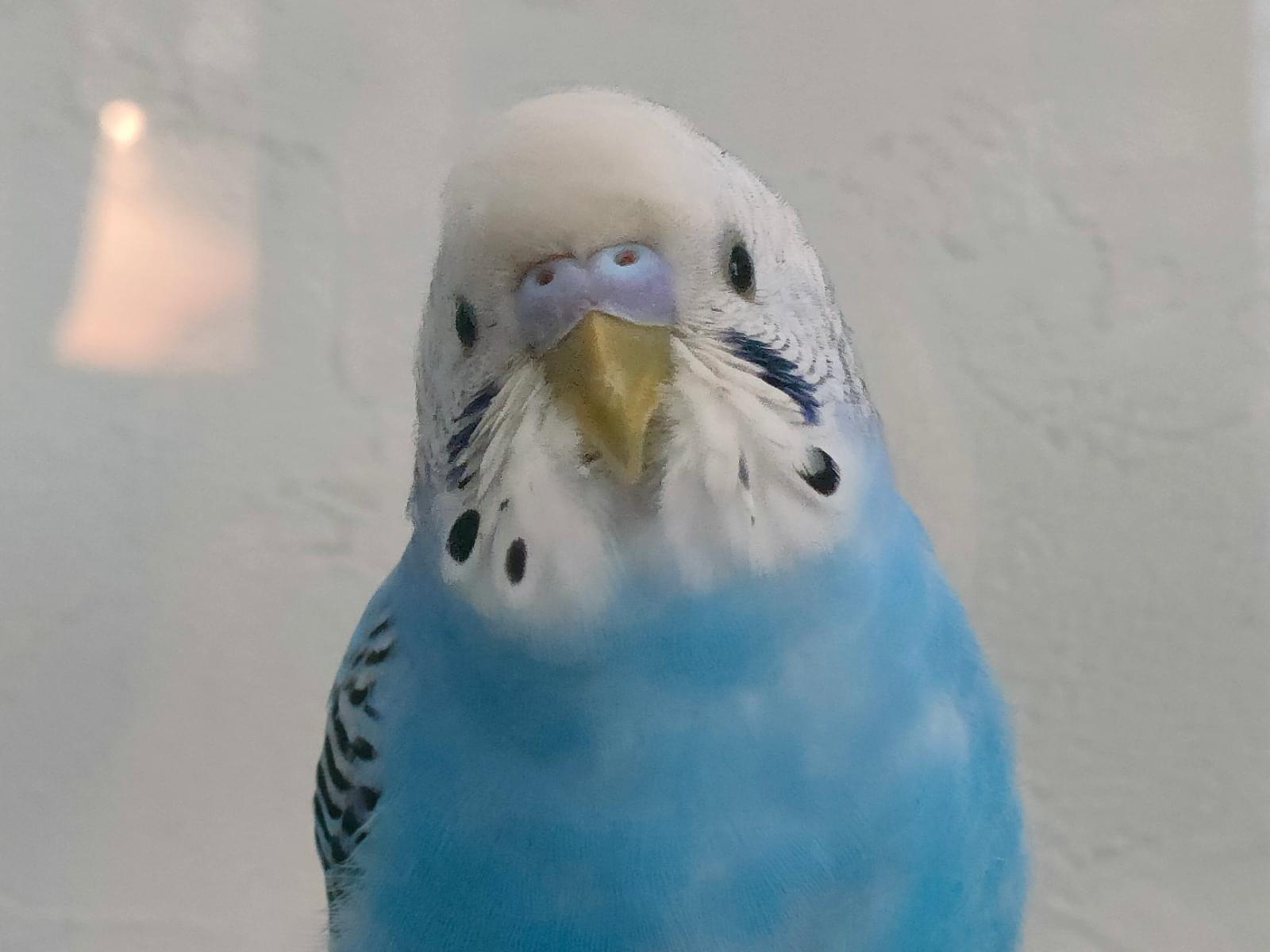 保護された鳥