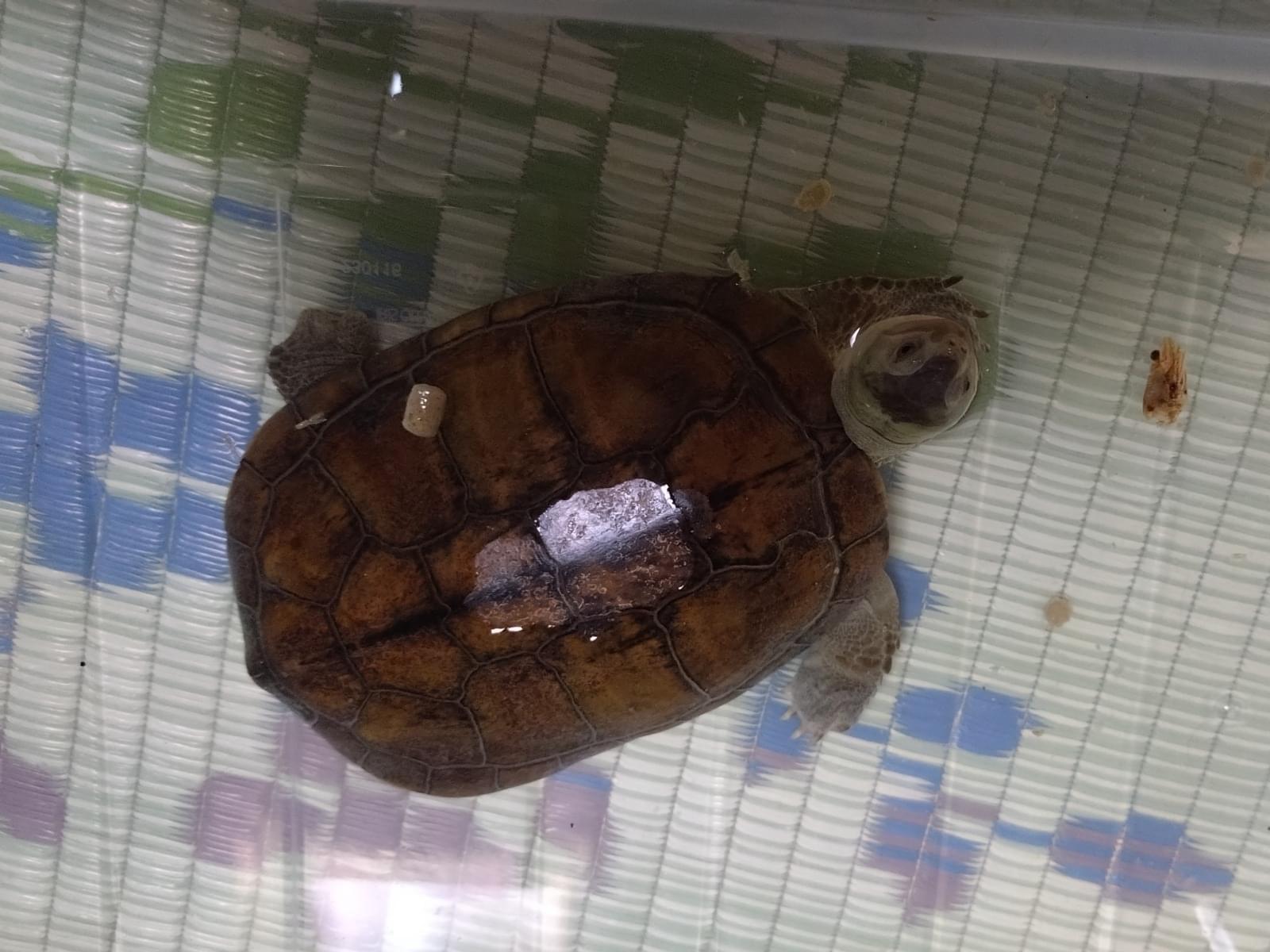 保護されたペット 保護されたペット