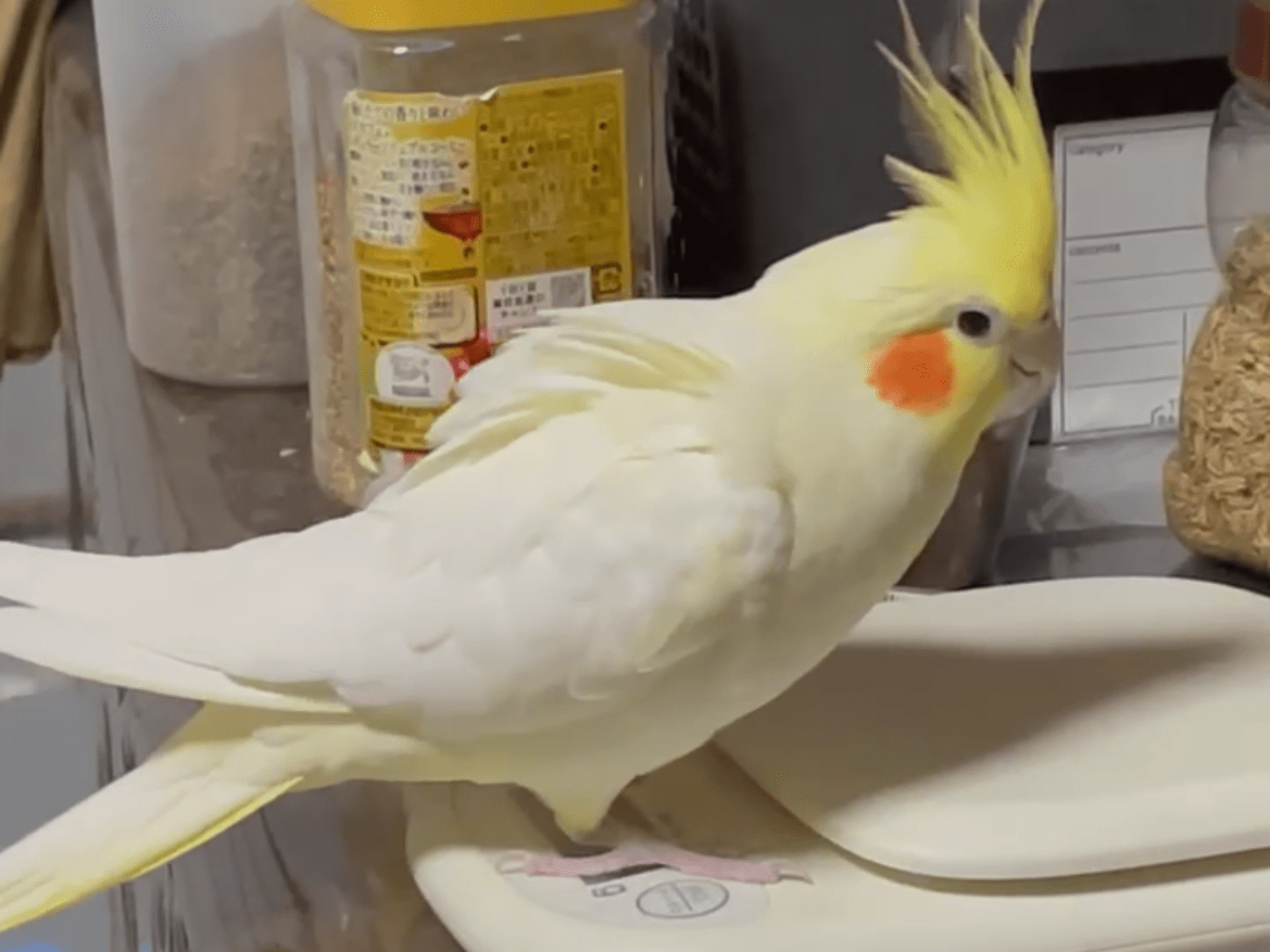 とろちゃん とろちゃん