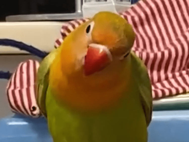 おーちゃん おーちゃん