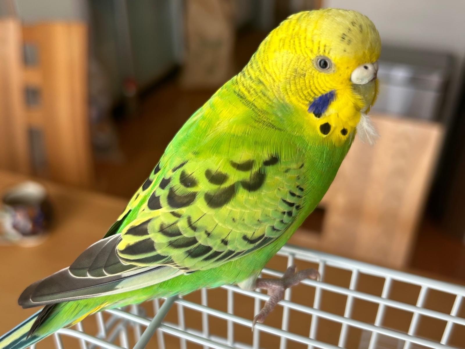 保護された鳥 保護された鳥