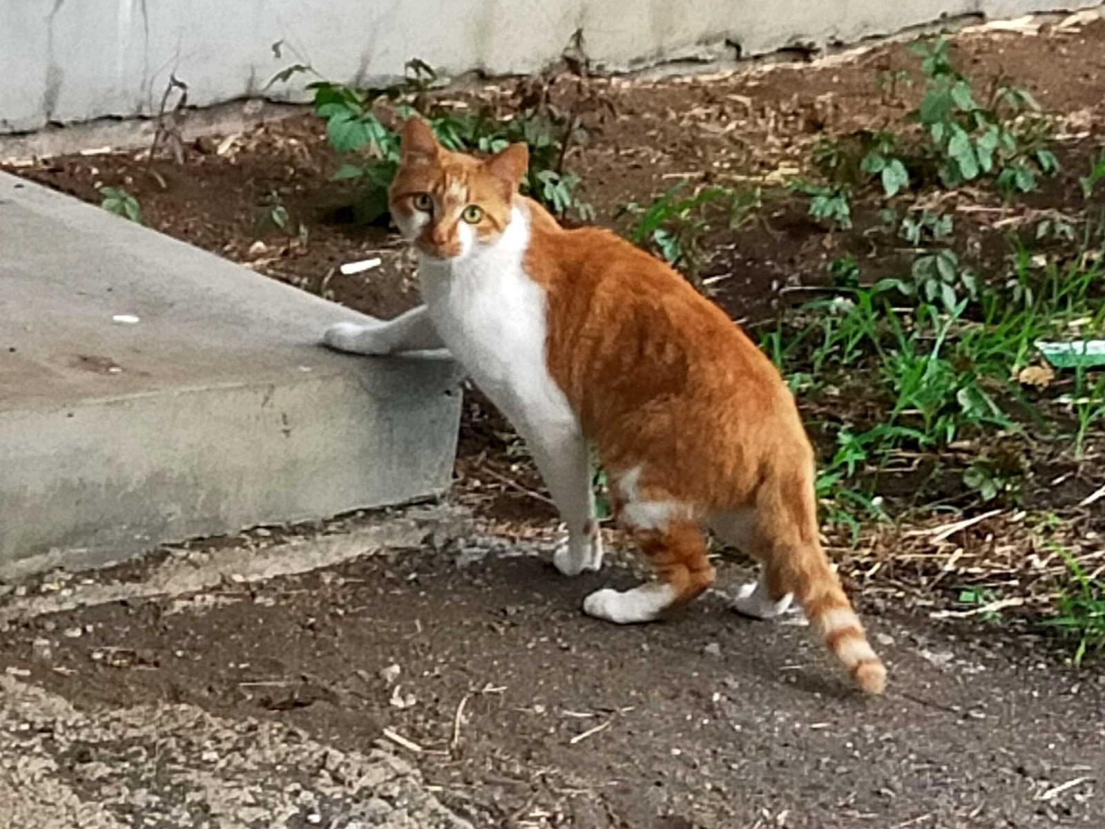 目撃された猫 目撃された猫