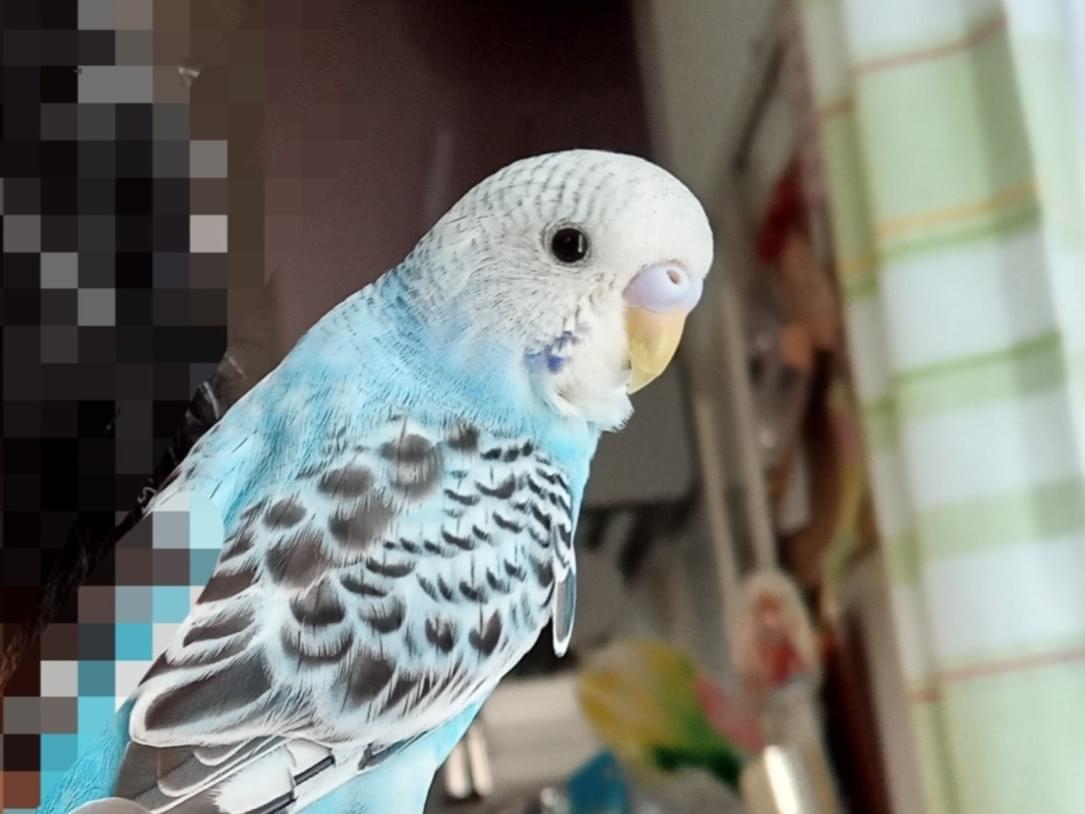 しっぽちゃん しっぽちゃん