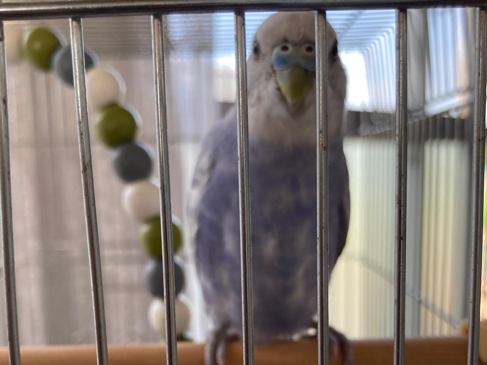 保護された鳥 保護された鳥