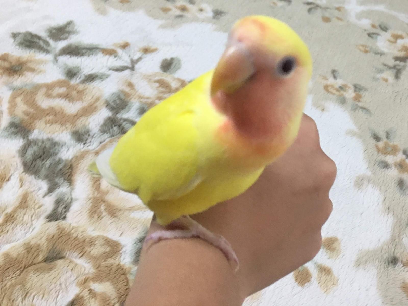 こっちゃん こっちゃん