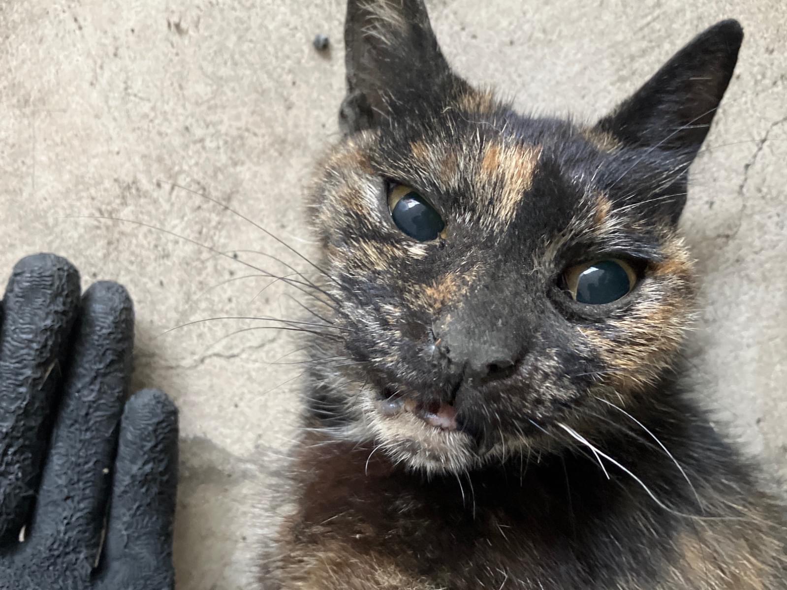 目撃された猫