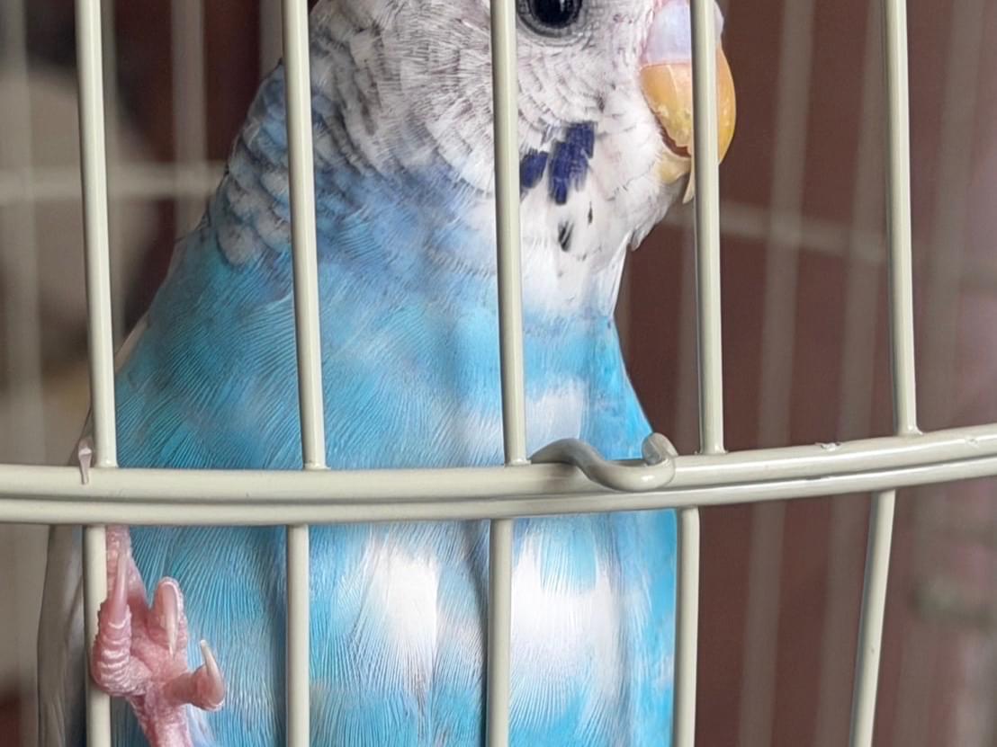 保護された鳥 保護された鳥